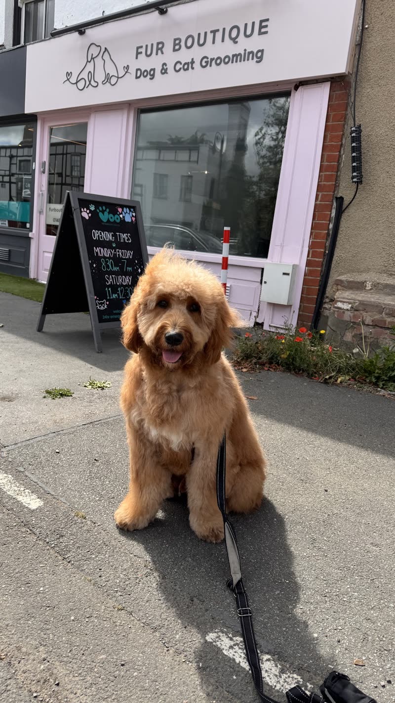 Freshly groomed apricot doodle sitting outside the Fur Boutique shopfront on Ripley High Street