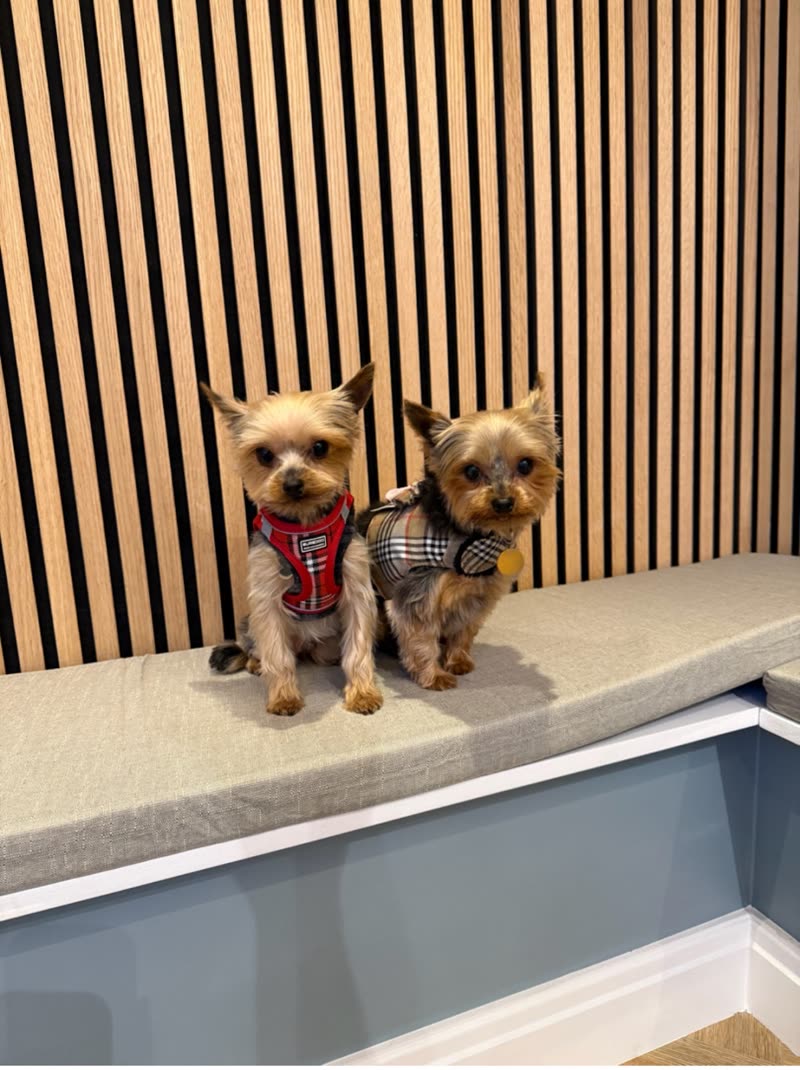 Two Yorkshire terriers in harnesses sitting on a cushioned bench inside the Fur Boutique salon