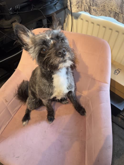 Scruffy grey terrier cross sitting on the pink grooming table in the Fur Boutique salon