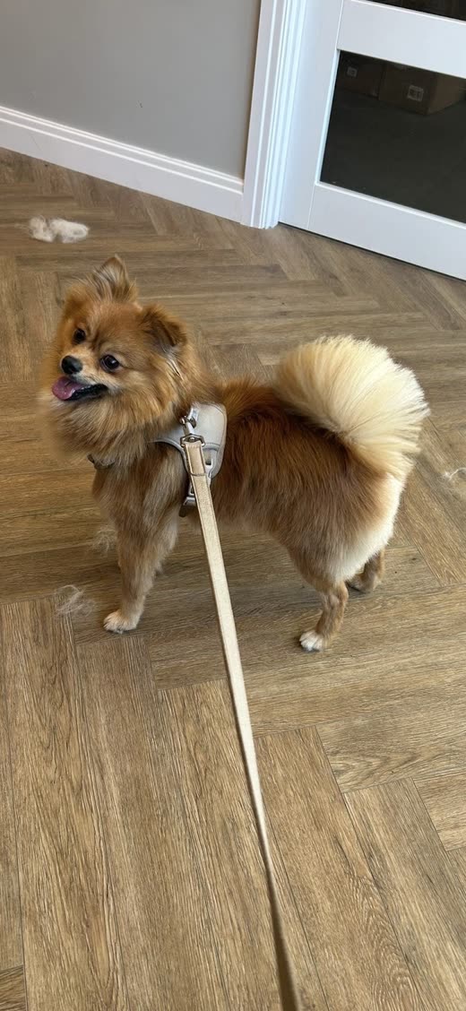 Small fluffy Pomeranian-type dog on a lead, freshly groomed, on a parquet floor