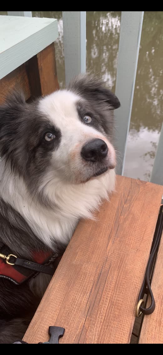 Blue merle border collie looking up at the camera