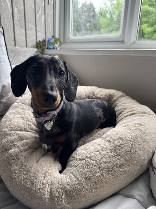 Black and tan dachshund resting in a fluffy grey donut bed by a window